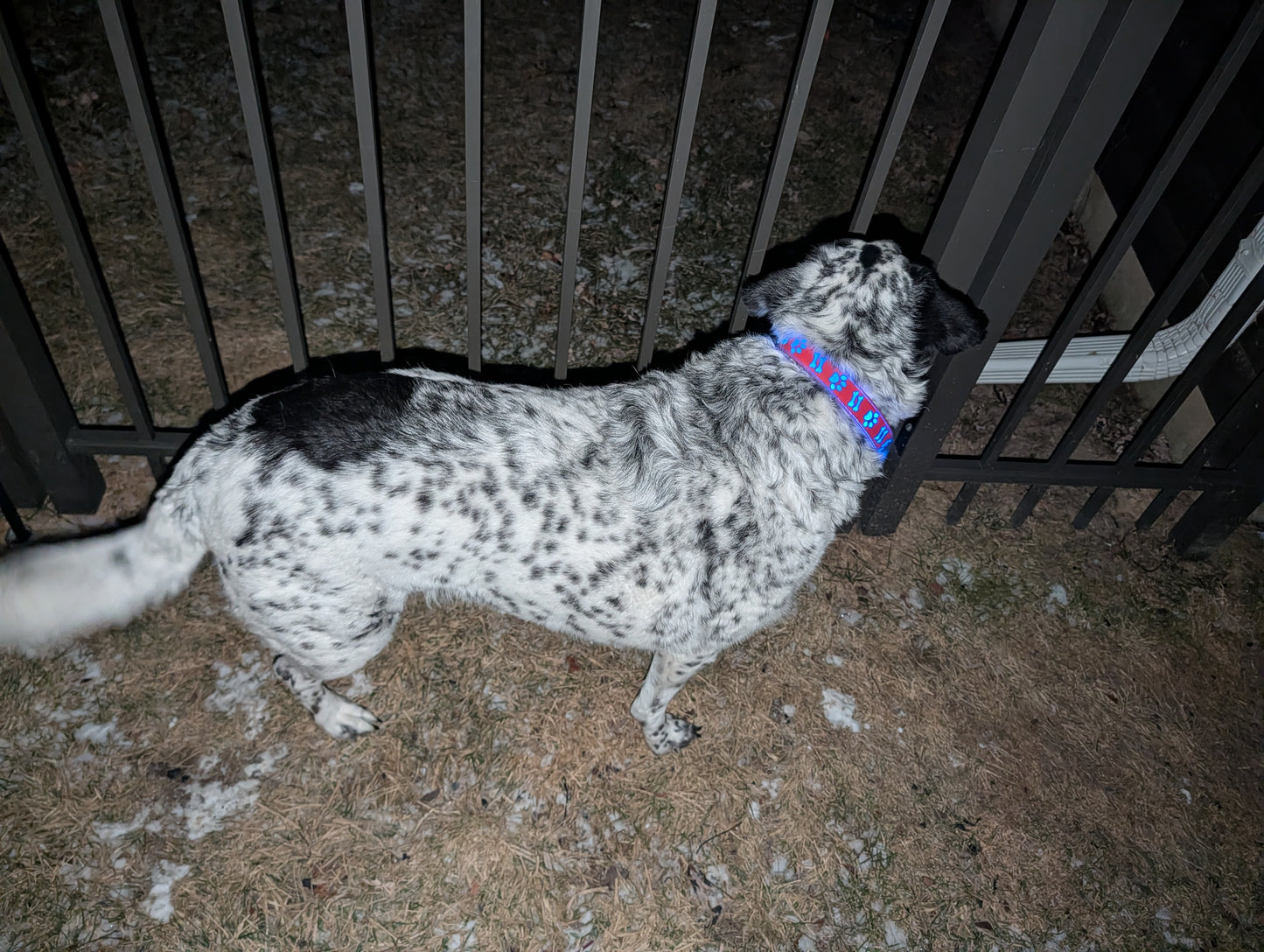 LED Dog Collar Rechargeable USB-C | Light Up Night Safety | XS-L | 15 Modes